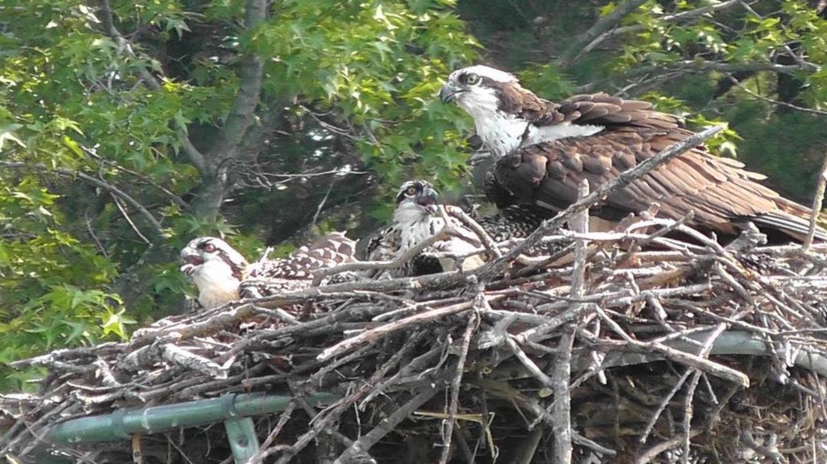 
Volunteers for Lake Norman Wildlife Conservationists will build platforms for Ospreys nests on Saturday.

