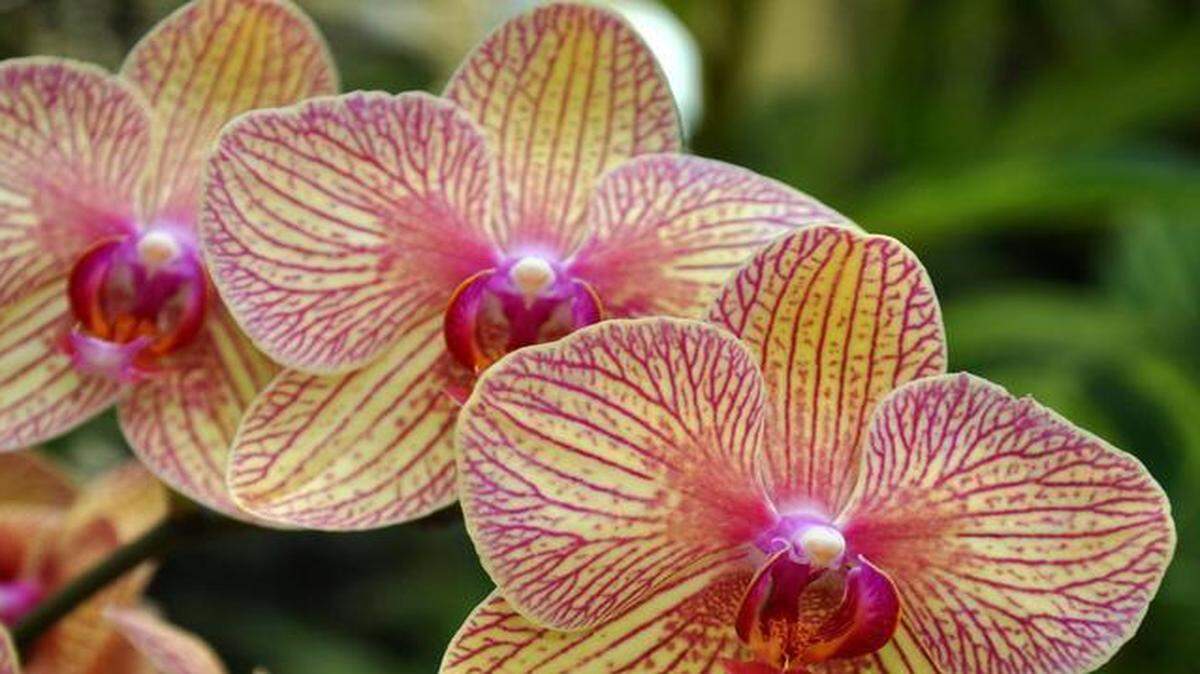 
“Art and Orchids” comes to Daniel Stowe Botanical Garden on March 3.


