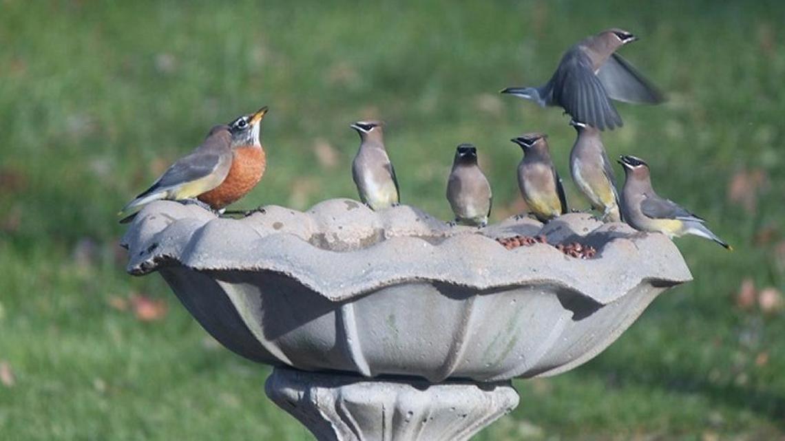 Cedar waxwings swarm to water, usually in the company of American robins, their most common traveling partners.