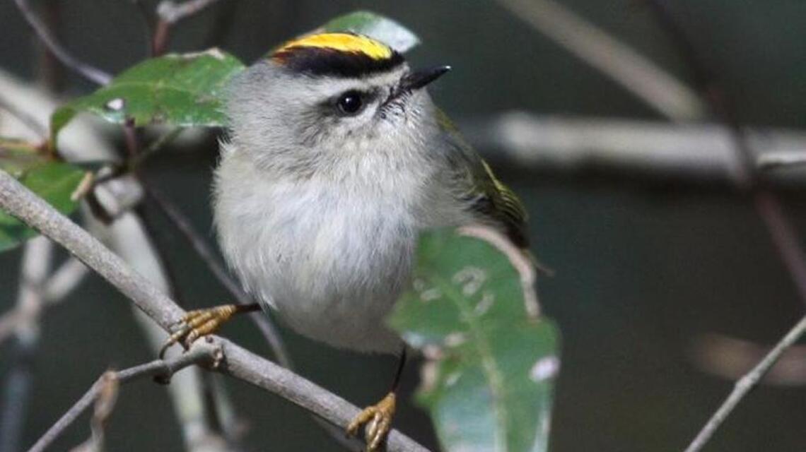 This great Charlotte birding site is one you should really check out