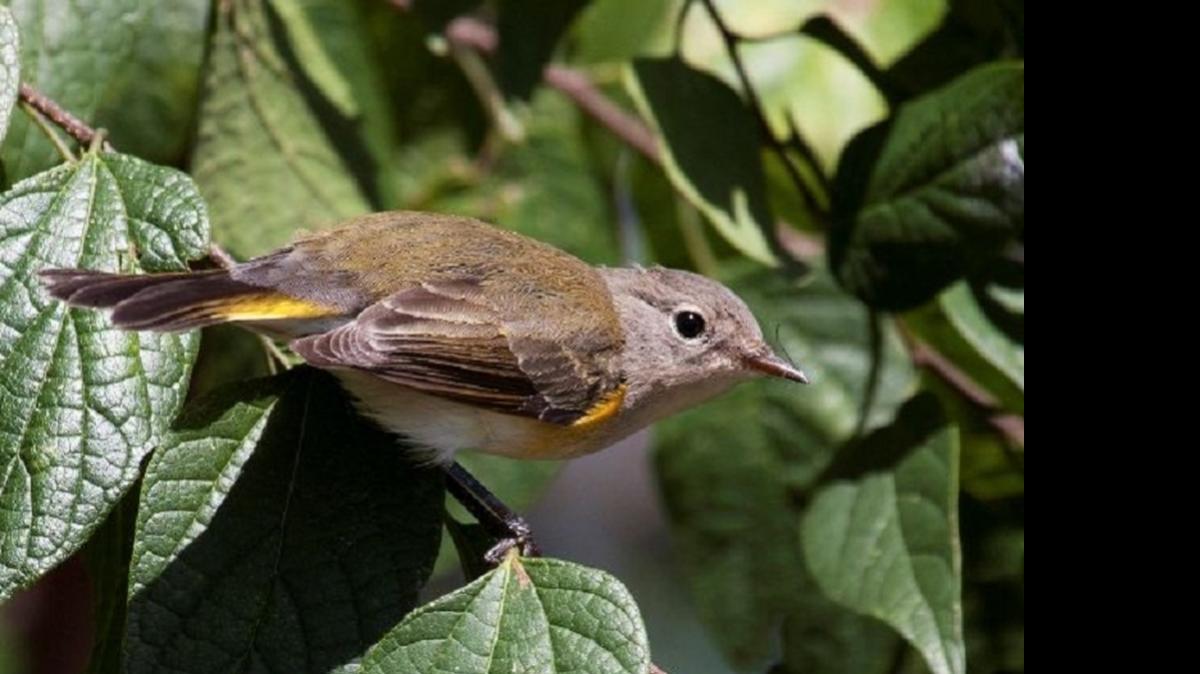 
American redstart
