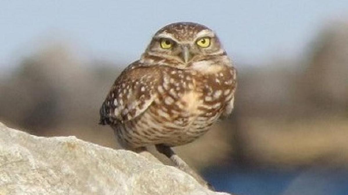 Burrowing owl by Sam Cooper.