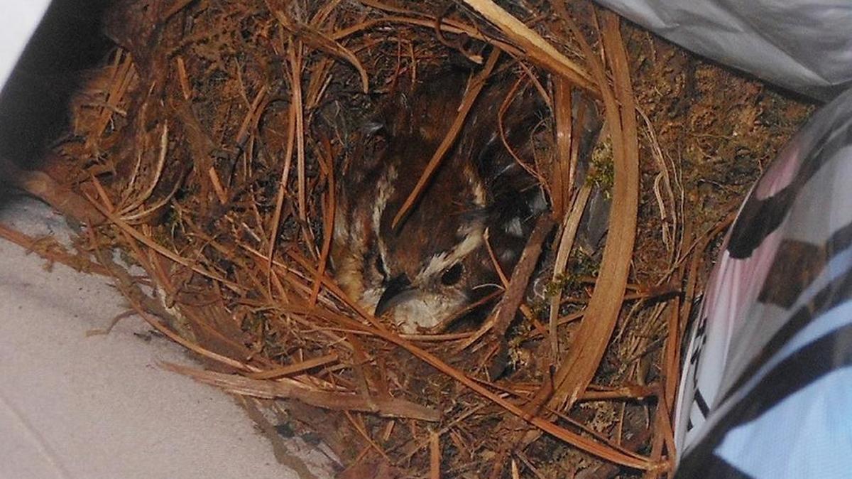 The Wren in My Garage