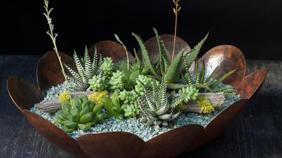 
Aloe recipe
