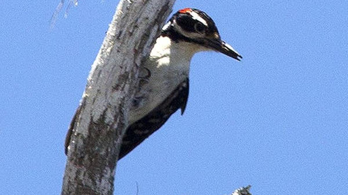 The photo this week is of a hairy woodpecker by John Ennis
