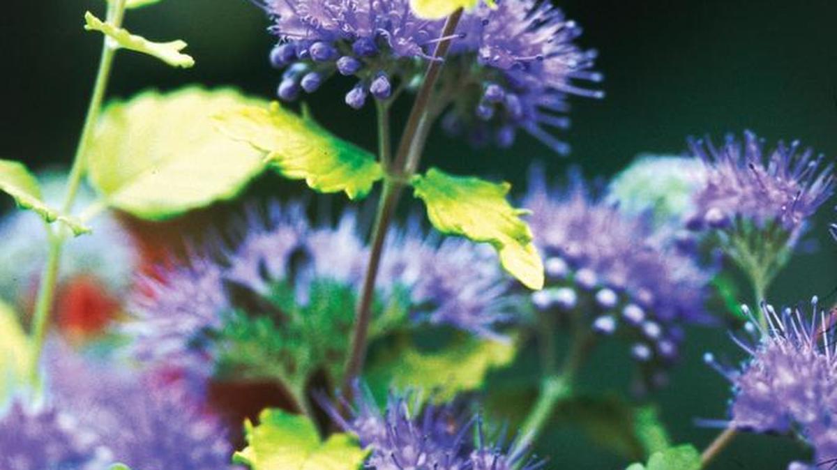 Caryopteris is a small shrub that will bring blue to your landscape