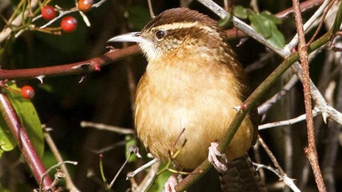 Signs of spring: Cardinals attacking windows and male wrens building nests
