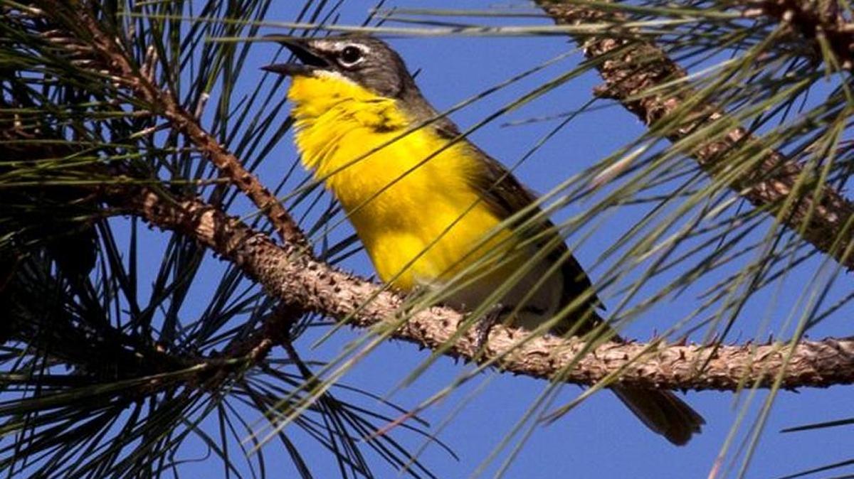 Yellow-breasted chat