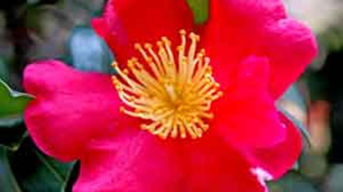 Camellia sasanqua is distinctive for its lovely color and the bright yellow stamens in the center of each bloom.