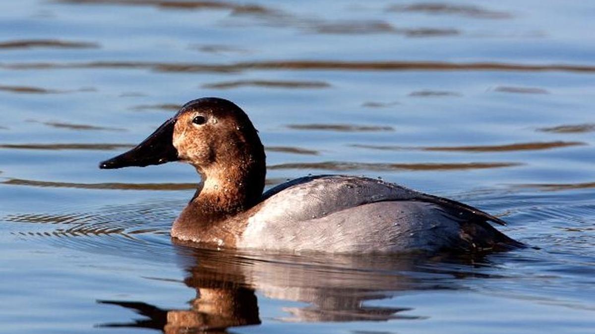 Canvasback