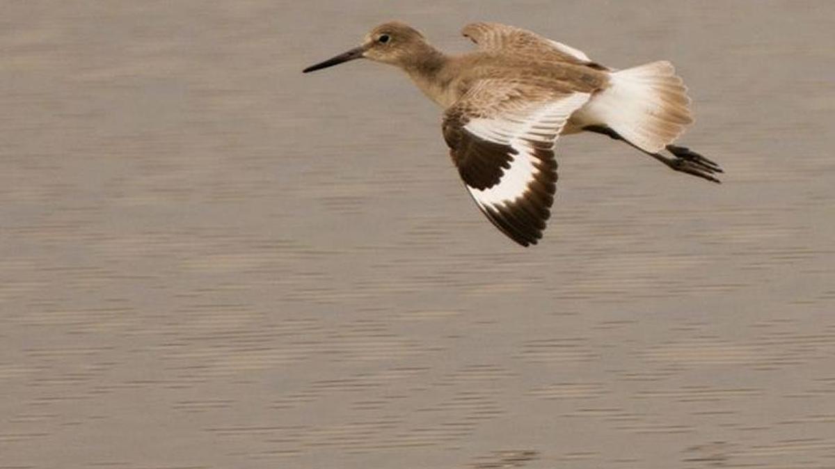 
On this day, a willet sighting proved elusive. 
