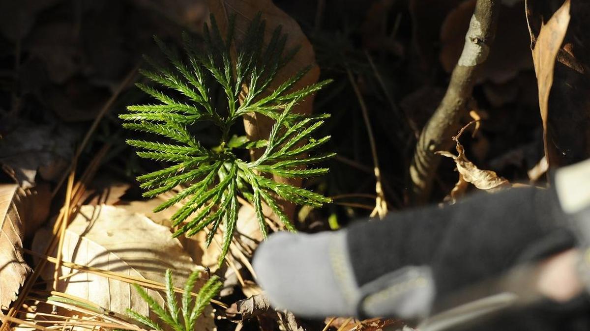 
“Nature Walk”: Aug. 22 10:15 a.m. Charlotte Nature Museum, 1658 Sterling Road. Join us for an educational walk around Charlotte Nature Museum’s Paw Paw Nature Trail with a Naturalist to discover the beauty and diversity of the bottomland forest habitat. 
