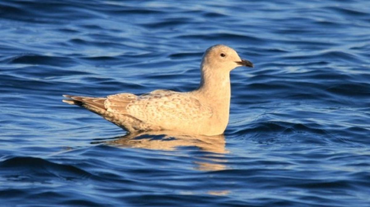 This Thayer’s gull was spotted by a handful of birders on Lake Norman a few years ago.