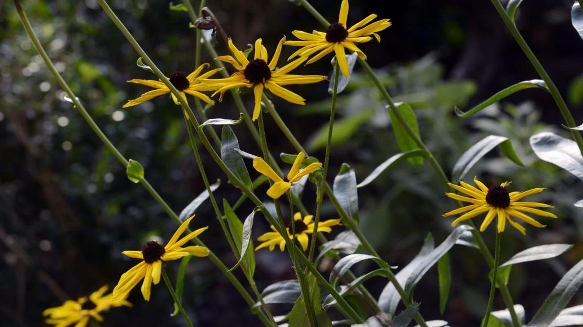 
“Wing Haven Fall Plant Sale”: Oct. 8, 9 & 10, 9 a.m. - 5 p.m., Wing Haven Gardens, 248 Ridgewood Avenue. Purchase beautiful, healthy plant specimens for your garden. Fall is for planting and your new treasures are at the Wing Haven Nursery. Free garden programs Thurs - Sat at 10:30 a.m. www.winghavengardens.com 
