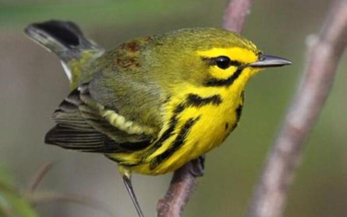 The photo this week is of a prairie warbler by Jeff Lewis.