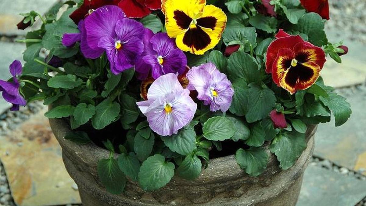 A container springs to life with a combination of pansies planted in the fall.
