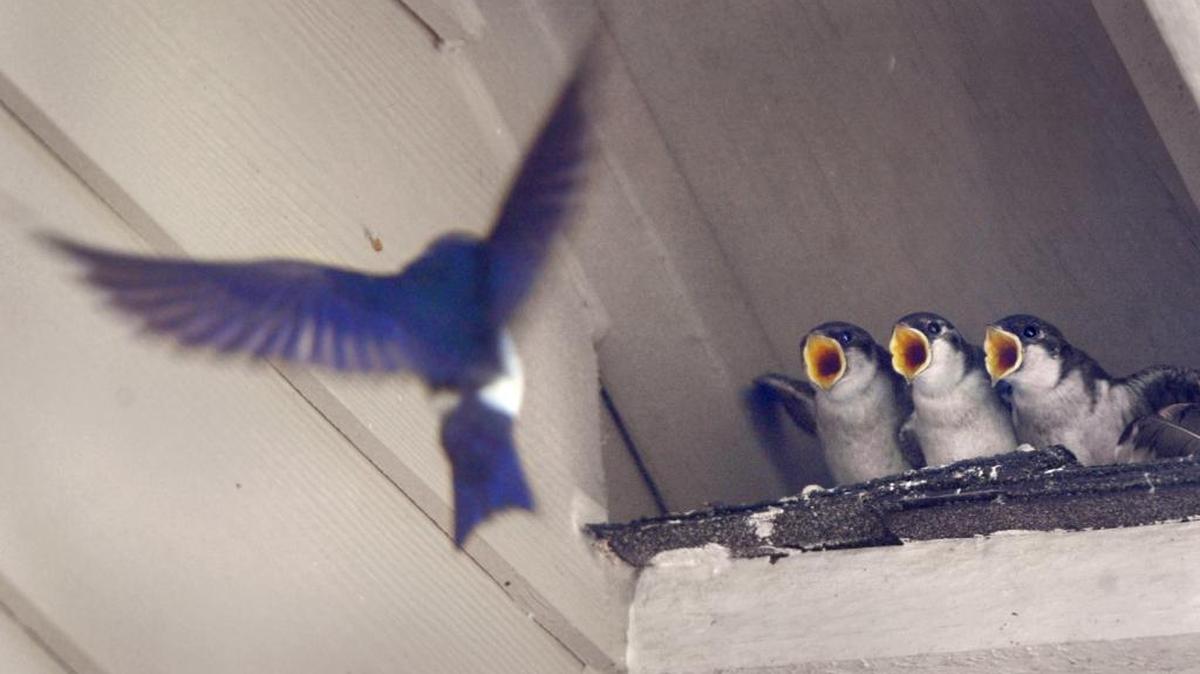 Violet-green swallows are native to the western United States and only very rarely stray east. They are superficially similar to our eastern tree swallows, but both sexes exhibit a much more extensive white rump than other swallows.