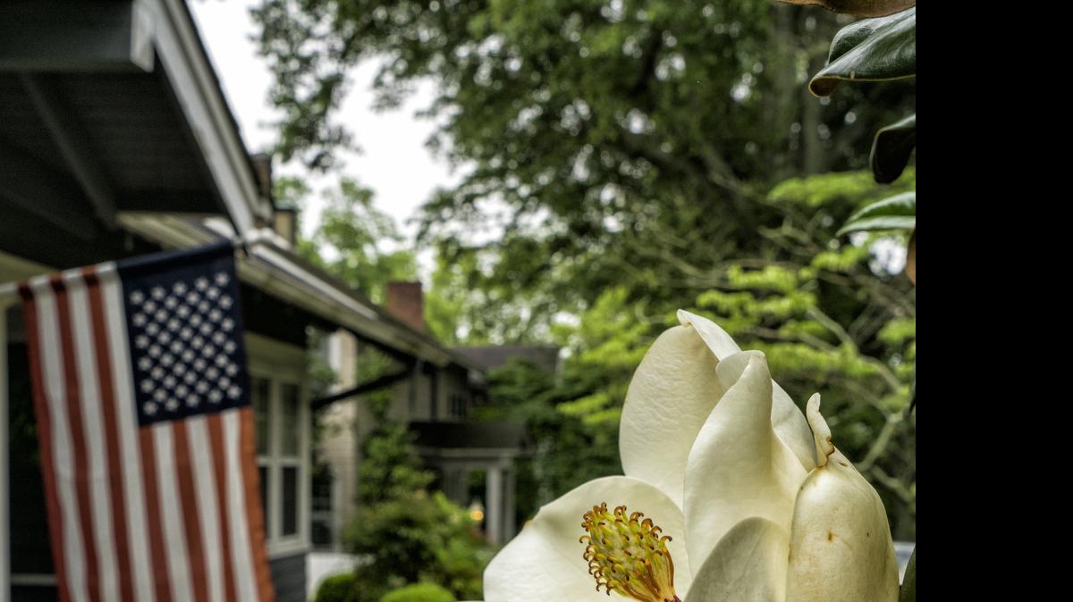 
This magnolia tree in Lincolnton is taller than a house tall and stands near the front porch on a quiet street. 
