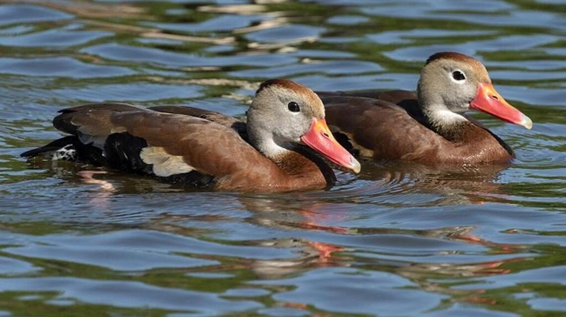 ‘One-Day Wonders’ make birders rush for a glimpse of the rarity