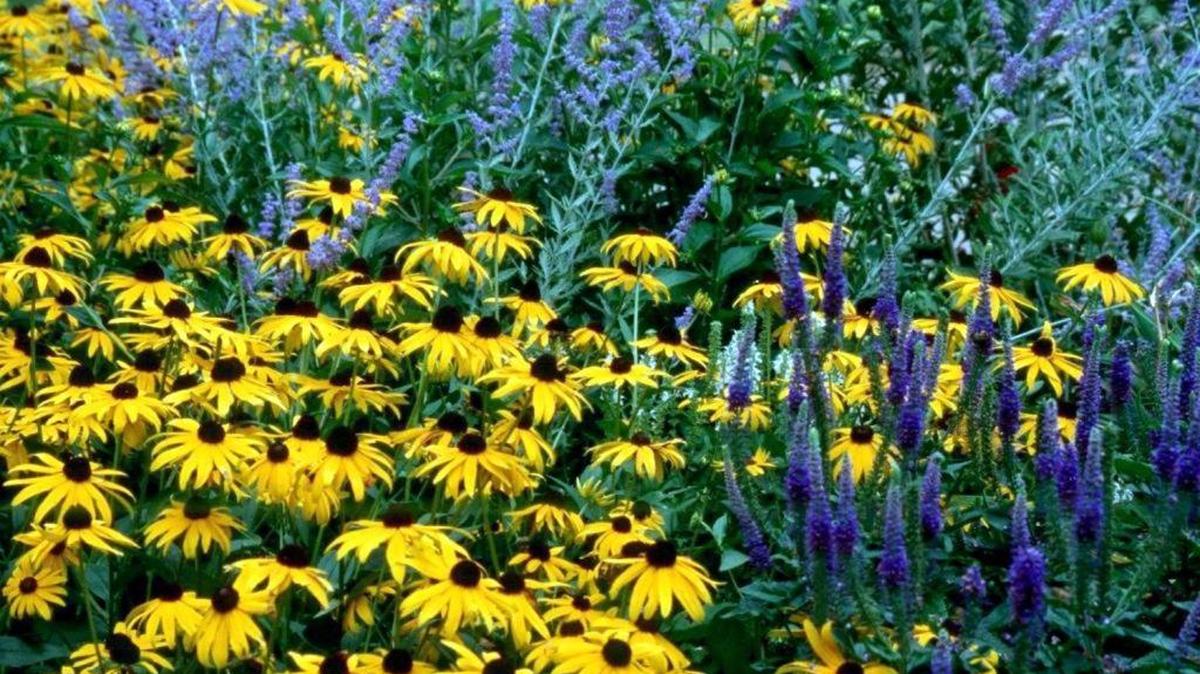
“Got Gardening Questions? Get Answers with Mecklenburg Master Gardeners”: Sept. 19, 8:30-11:30 a.m. Charlotte Regional Farmers Market, 1801 Yorkmont Road located in the Greenery Shed. www.mastergardenersmecklenburg.org 704-336-4011
