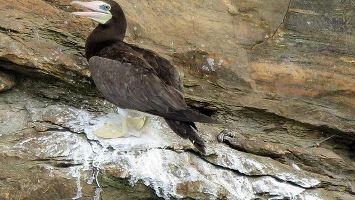A brown booby has appeared at Lookout Shoals Lake on the Catawba County / Iredell County line, specifically at the Sharon Boat Access area. The species is considered a true rarity anywhere in the state, even along the coast or offshore.