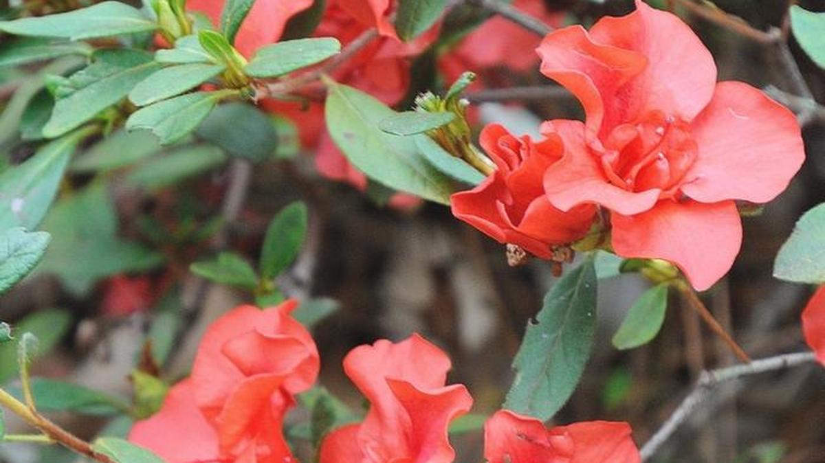 Encore azaleas remain a top choice for Piedmont landscaping and come in many colors and sizes. This is Autumn Embers, which has a rich color that is well-suited for fall bloom.