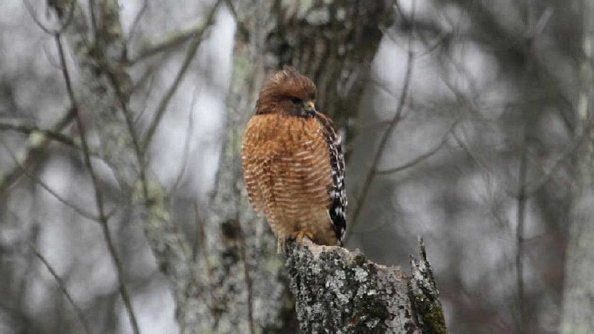 Red-shouldered hawk.