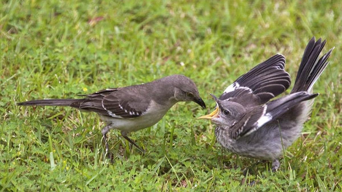 Northern mockingbirds skillfully mimic other birds’ songs but their own song is among the best.