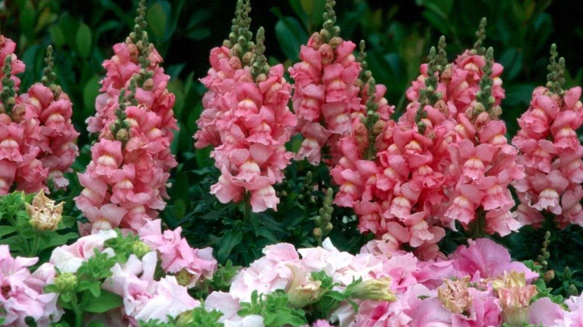 Snapdragons are among the best choices to plant in gardens and containers this fall.