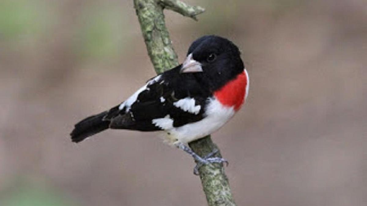 A rose-breasted grosbeak