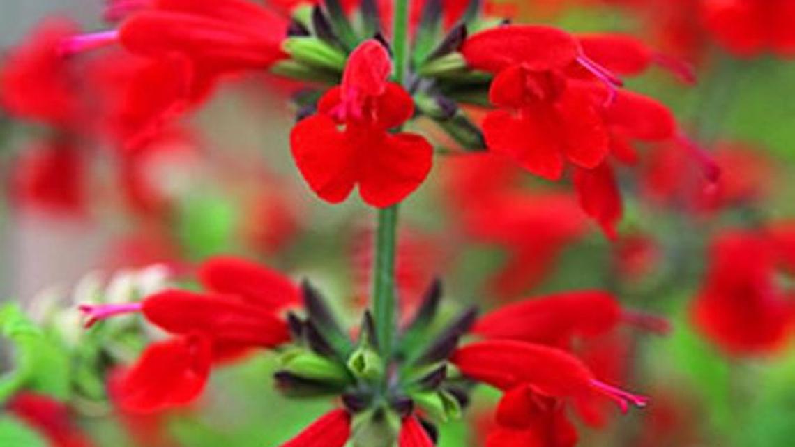 Vibrant scarlet sage makes an excellent replacement for pansies grown as edging plants. It gives a completely new look, especially when the pansies were pastel colors.