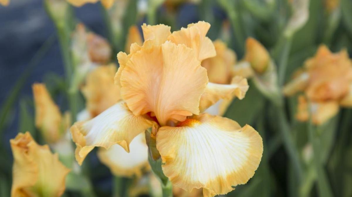 Irises are among the most popular plants for handing down among generations in families as well friend-to-friend.