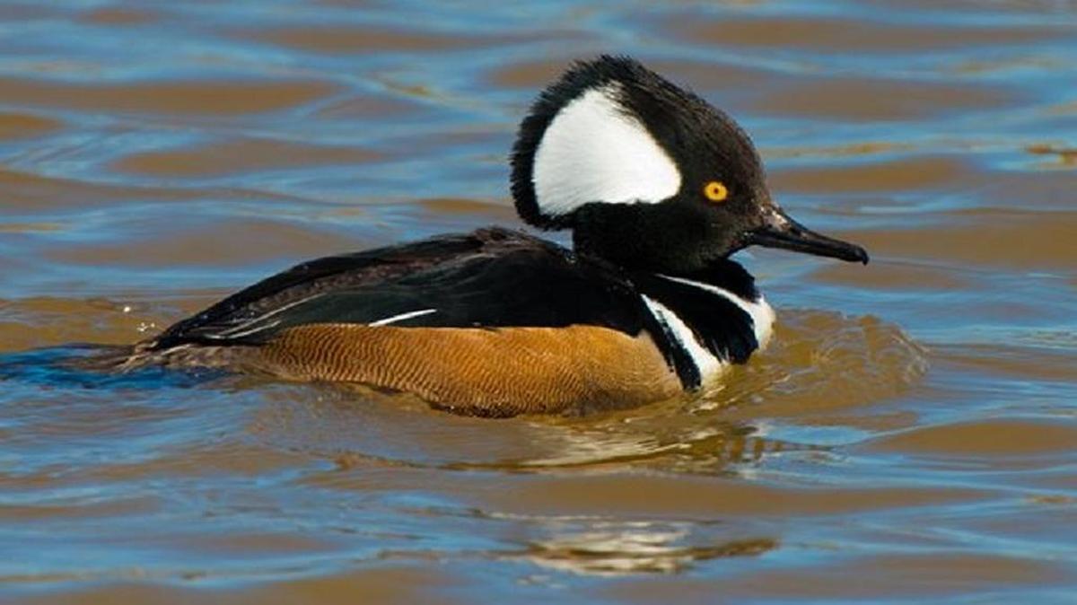 Hooded merganser