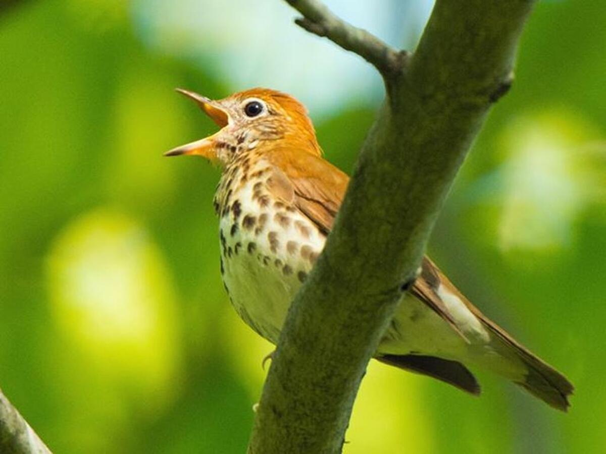 Wood thrush