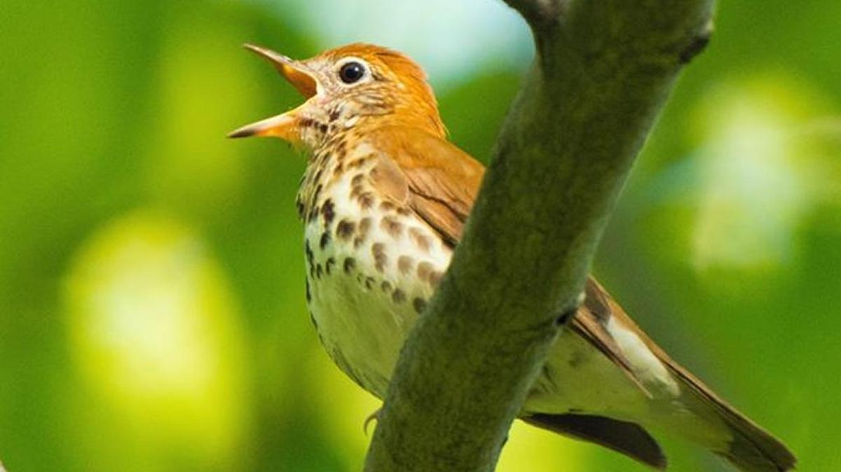 Wood thrush