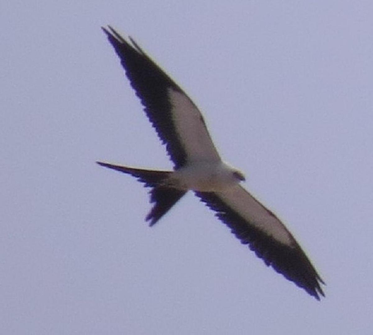 The swallow-tailed kite has distinctive coloration and tail shape.