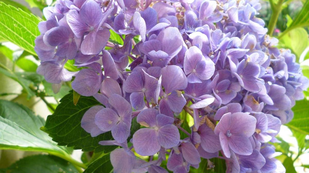 Anita Taft, 75, of Charlotte: My twin uncles, George and Glenn, owned a florist shop in Maryland. In 1995, they presented us with four pink Hydrangeas to be planted at our new Charlotte townhome. We planted them in our backyard and they faithfully bloomed every spring for 18 years. In 2013, we plant a cutting from one of the plants at our new home. Today it blooms just as beautifully as ever.