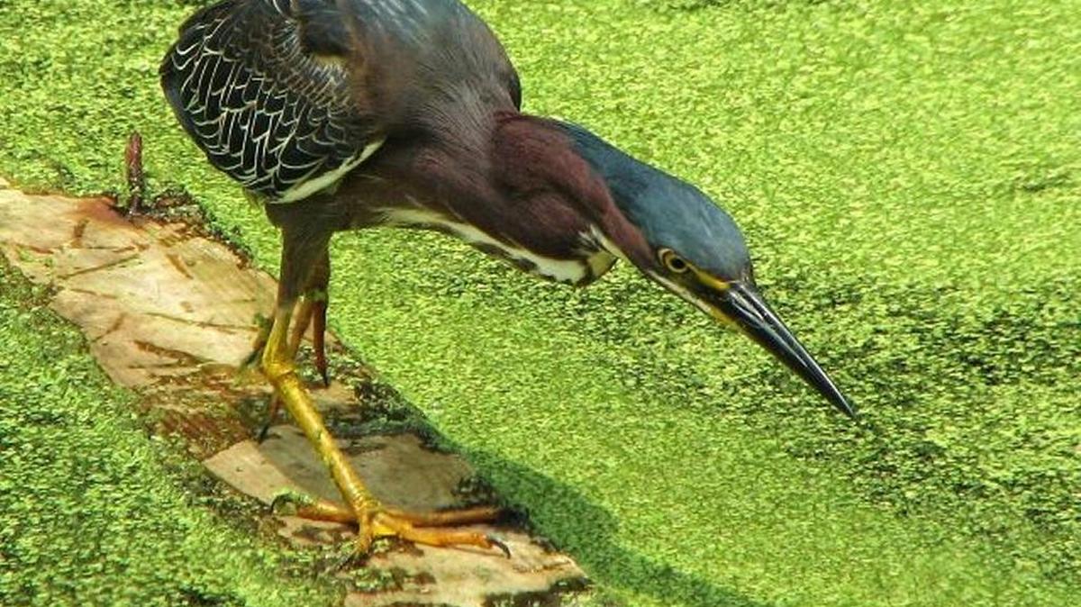 Green heron by Jeff Lewis