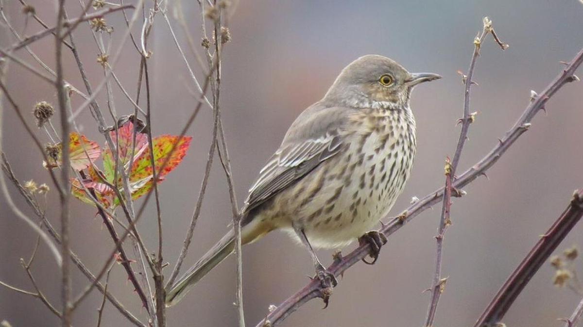 The sage thrasher.