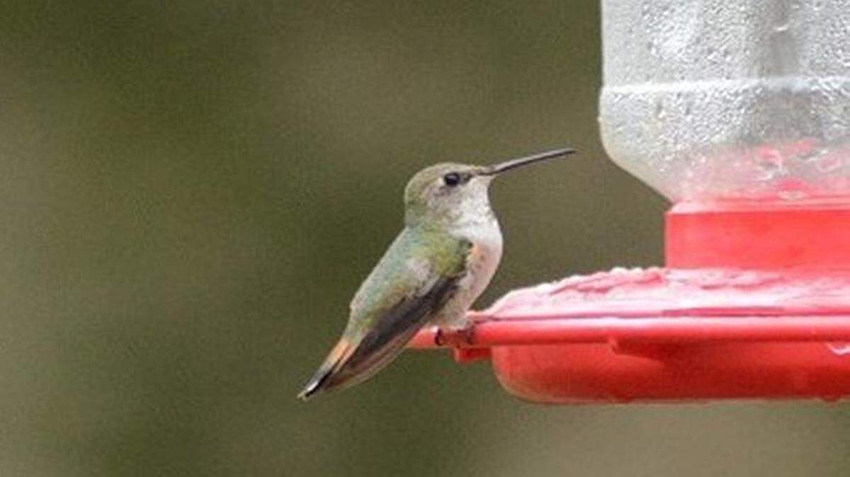 
A rare sight: This female rufous hummingbird spent the winter in Mint Hill, weathering frigid temperatures.
