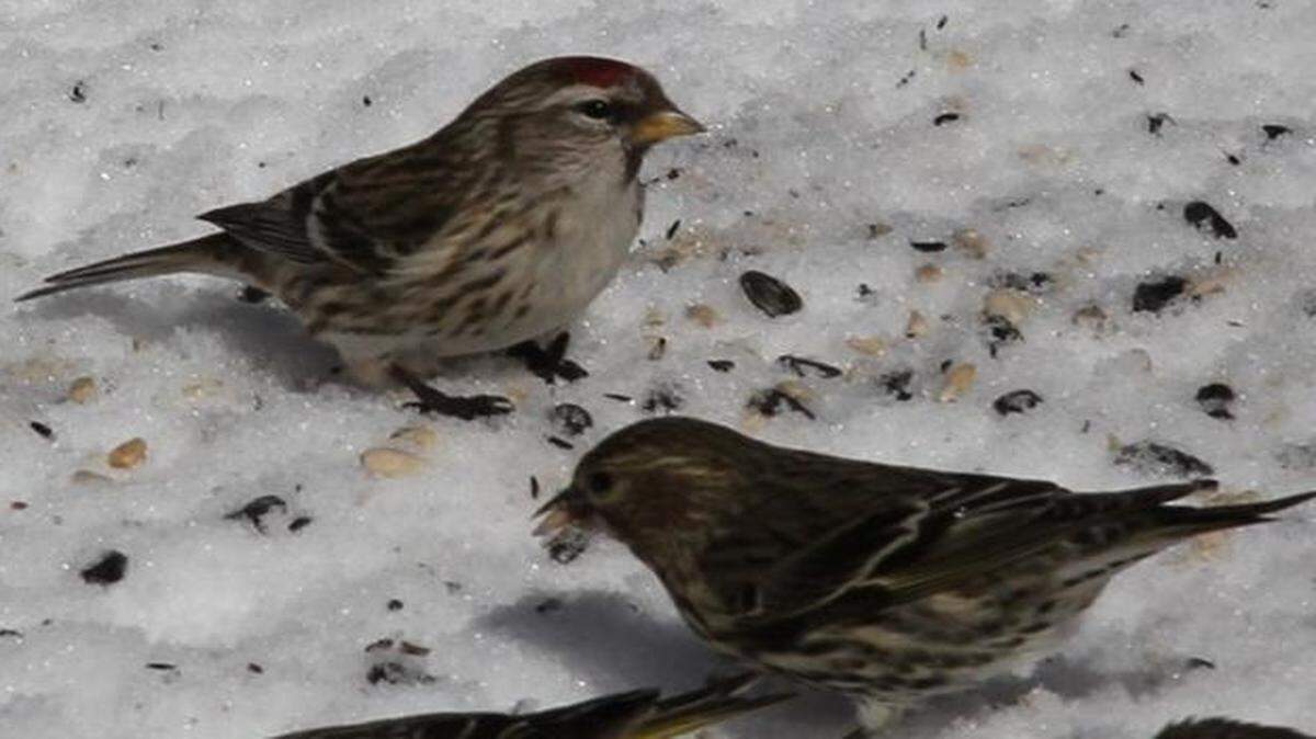 
Redpolls have a little red cap on top of the head. Common redpolls are shown here.
