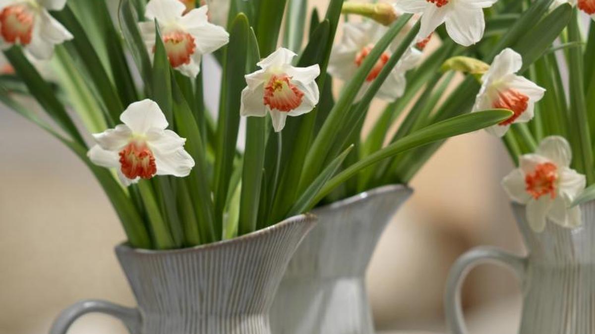 Daffodils with orange, reddish orange or pink in their blooms give a different look to gardens. and flower arrangements.