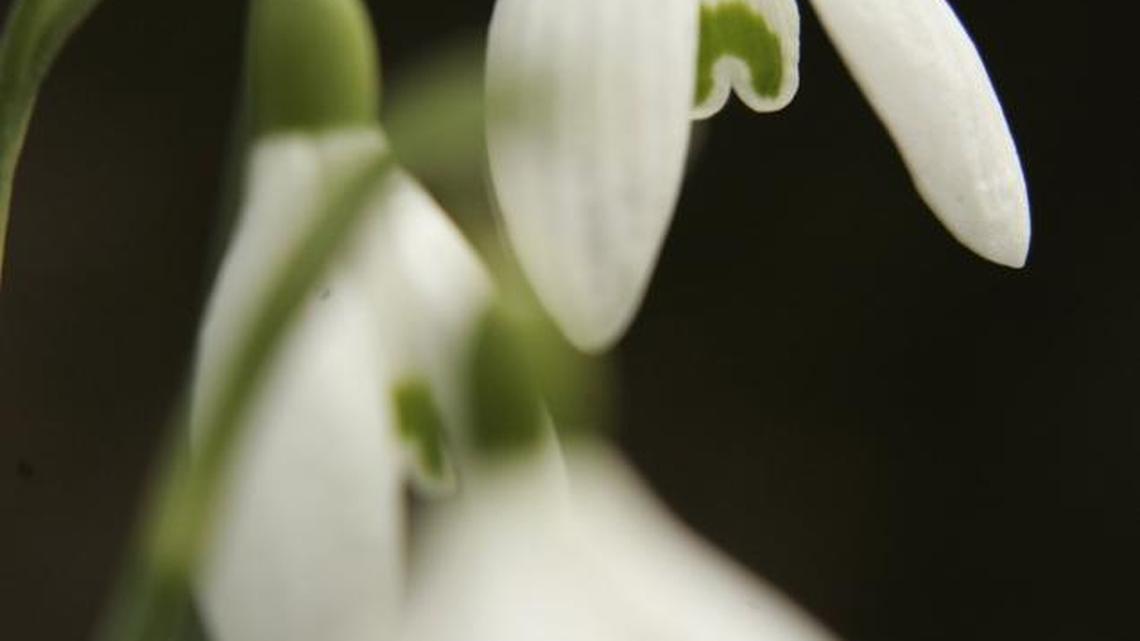 Viewed close-up, snowdrops are a lovely sight with their nodding flowers tinged with green in the center. They typically bloom in mid-winter.