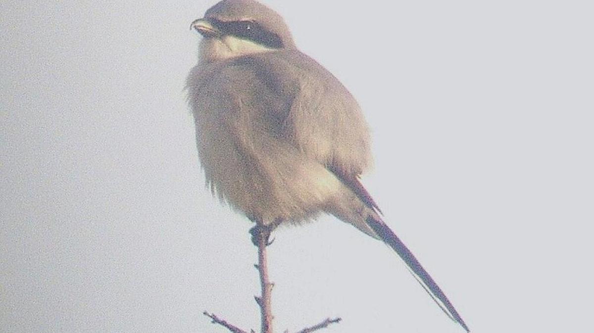 The photo this week is of a loggerhead shrike by Taylor Piephoff