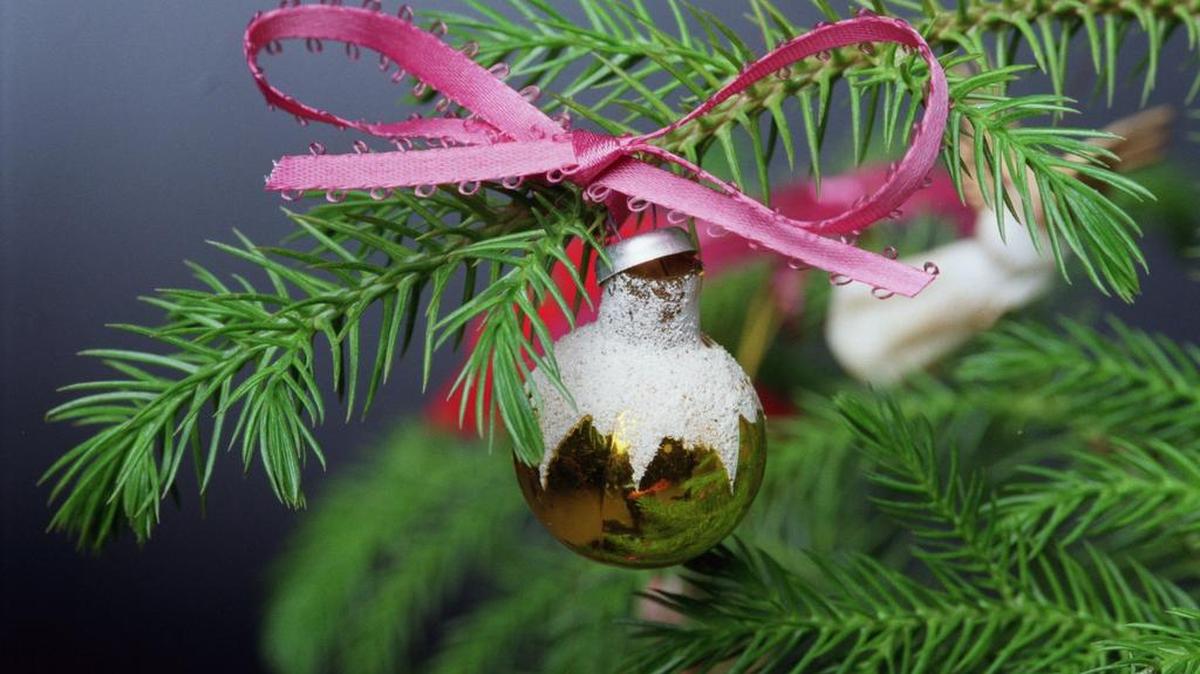 The Norfolk Island pine is a house plant through the year but can be decorated to make an alternative Christmas tree in December
