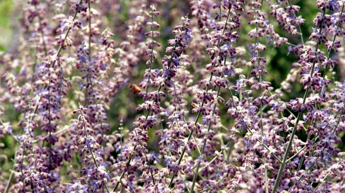 This close-up shows the abundance and delicacy of Russian sage blooms.