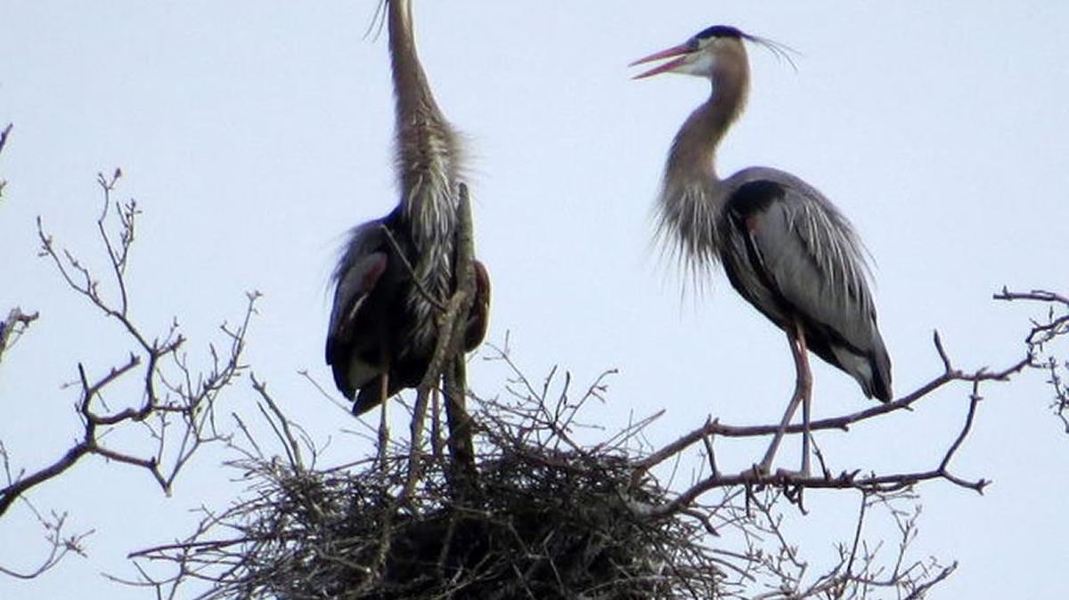 So yes, nesting great blue herons have come back to McAlpine Creek. If you want to enjoy them go soon, when the leaves come out the nests will be hidden from view.