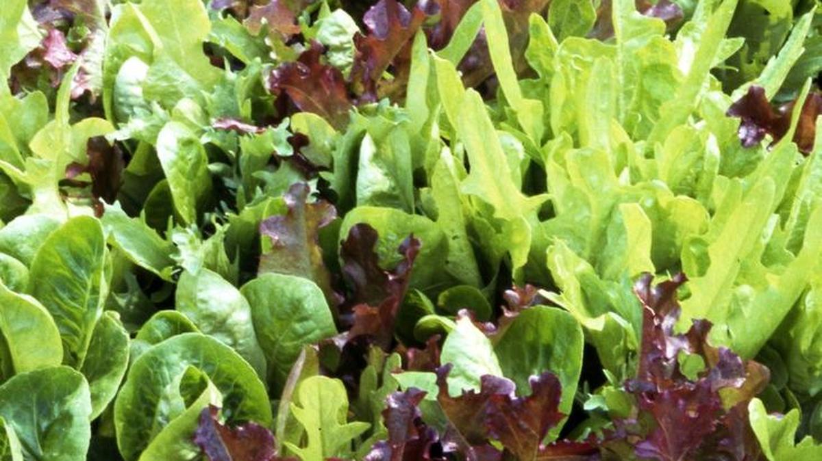 Combine various types of leaf lettuce in a bed or container for excellent, long-lasting results.