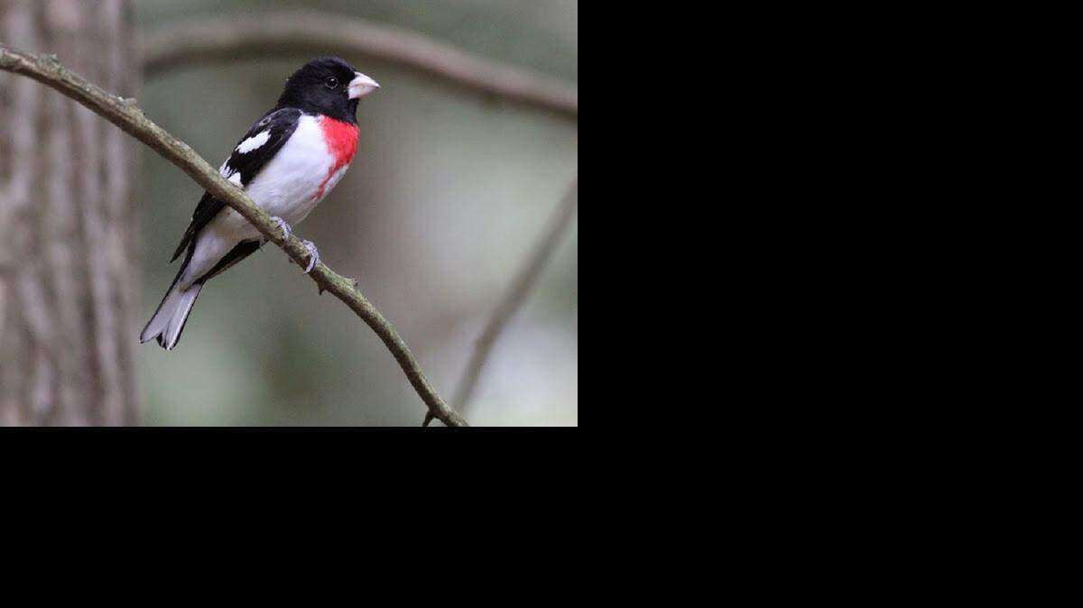 
Rose-breasted grosbeaks, such as this male, visit feeders for sunflower seeds beginning in mid-April, with a peak around May 1.
