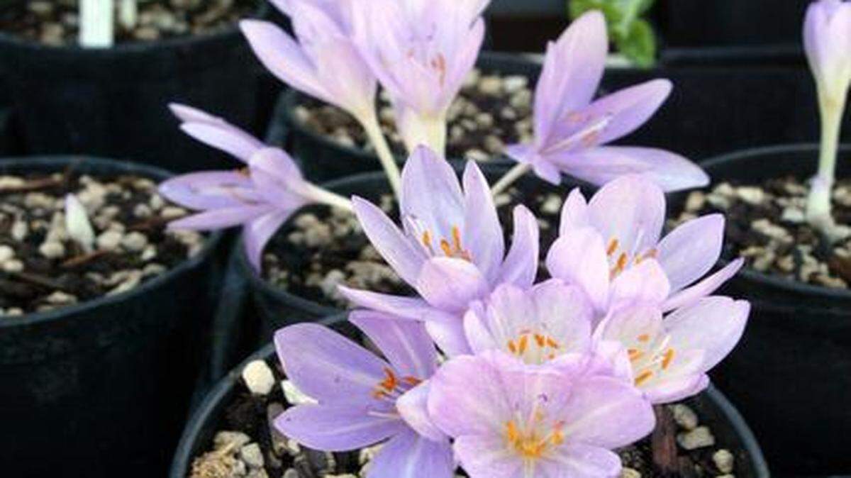 
Hundreds of plants are considered harmful for wildlife, including autumn crocus.
